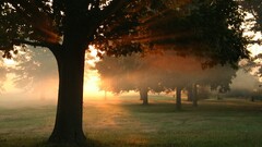 sunlight Trees grass sunset