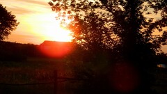 sunlight Trees outdoors