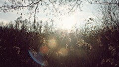 sunlight Trees Plants