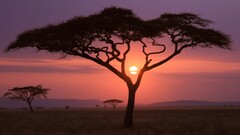 sunset Africa nature landscape