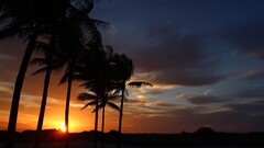sunset beach palm trees
