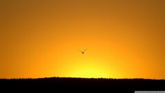 sunset Birds sky sunlight Animals