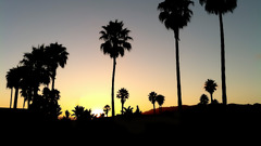 sunset black palm trees silhouette