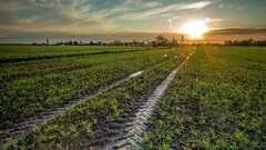 sunset field Plants Agro (Plants)