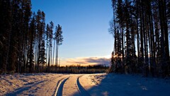 sunset forest winter snow nature Trees