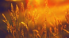 sunset landscape summer field wheat nature spikelets sunlight