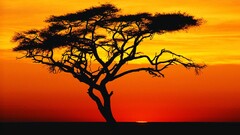 sunset nature sunlight sky dark Trees