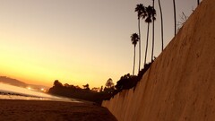 sunset palm trees wall sunlight
