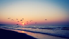 sunset Sea beach Birds nature sunlight Animals