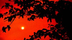 sunset silhouette leaves