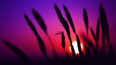 sunset spikelets nature silhouette
