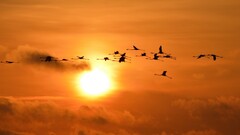 sunset sun sky flamingos Birds silhouette Animals