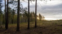 sunset sunlight landscape nature forest