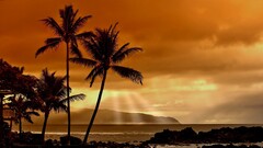 sunset sunlight landscape nature Sea beach palm trees clouds