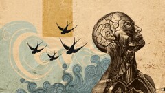 swallow (bird) skull anatomy People Birds artwork