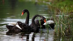 swan Birds reeds ripples Animals