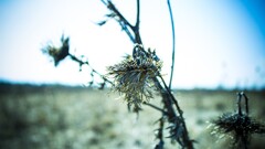 Thistles macro nature Plants