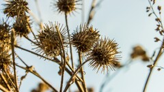 Thistles nature Plants