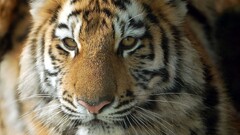 tiger Animals big cats