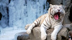 tiger Animals big cats Mammals