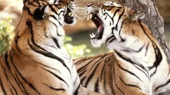 tiger Animals big cats