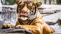 tiger Animals big cats