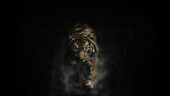 tiger Animals dark artwork