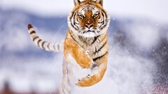 tiger Animals jumping wildlife frontal view