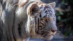 tiger Animals Mammals big cats