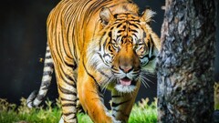 tiger Animals Mammals big cats