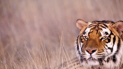 tiger Animals Mammals big cats