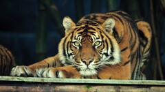tiger Animals Mammals big cats