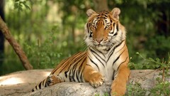 tiger Animals nature