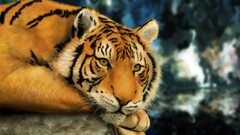 tiger big cats Animals painting