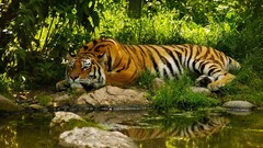 tiger jungle Animals pond