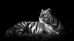tiger monochrome Animals