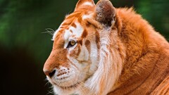 tiger nature Animals closeup