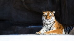tiger snow Animals
