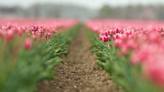 tilt-shift tulips Flowers path Plants Agro (Plants)