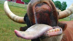 tongues Animals Mammals