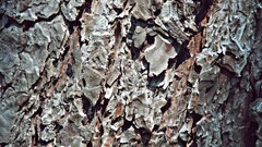 Trees bark brown texture