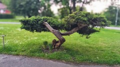 Trees depth of field Bonsai