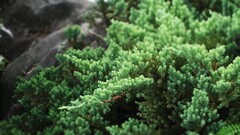 Trees depth of field Plants Green macro