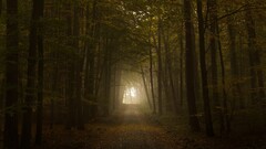Trees dirt road forest nature mist deep forest road leaves brown