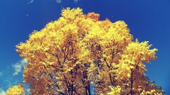 Trees fall nature colorful clear sky sky blue yellow bright