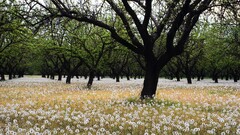 Trees Flowers nature landscape