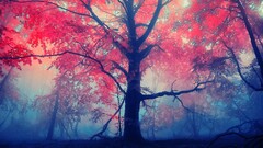 Trees forest fall mist leaves