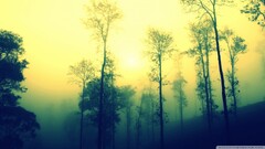 Trees forest mist sunlight