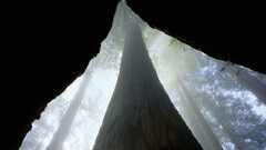 Trees forest nature mist