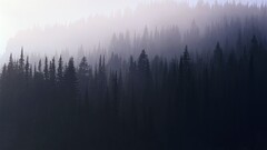 Trees forest pine trees nature Violet mist